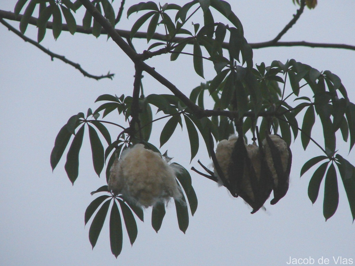 Ceiba pentandra (L.) Gaertn.